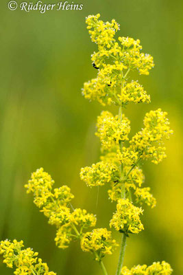 Galium verum (Echtes Labkraut), 11.7.2015