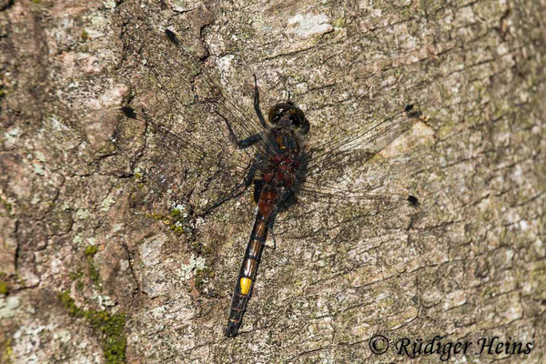 Leucorrhinia pectoralis (Große Moosjungfer) Männchen, 22.5.2018