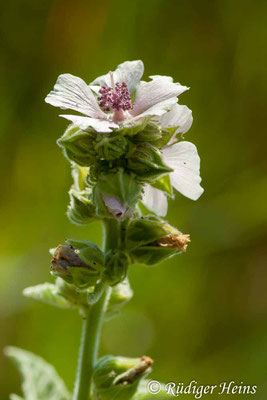 Althaea officinalis (Echter Eibisch), 21.7.2007