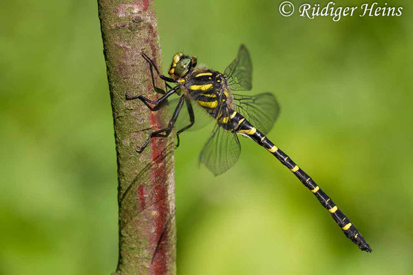 Cordulegaster boltonii (Zweigestreifte Quelljungfer) Männchen, 7.7.2013