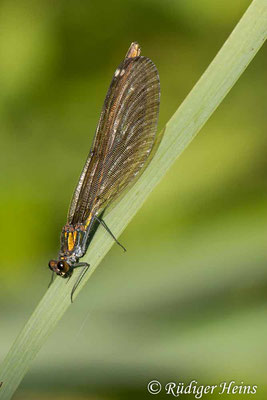 Calopteryx virgo (Blauflügel-Prachtlibelle) Weibchen, 18.7.2023