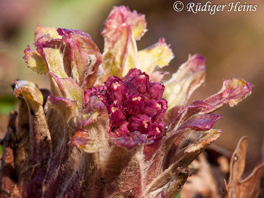 Petasites hybridus (Gewöhnliche Pestwurz)