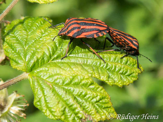 Graphosoma lineatum (Streifenwanze)