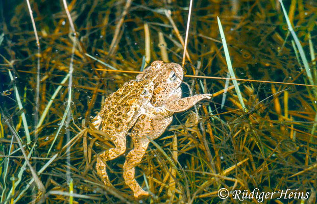 Epidalea calamita (Kreuzkröte) Paarung , 17.4.1985 (Scan vom Dia)