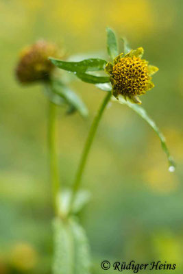 Nickender Zweizahn (Bidens cernua), 29.8.2023 - Makroobjektiv 100mm f/2.8