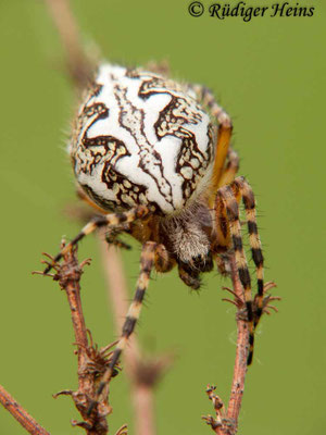 Aculepeira ceropegia (Eichblatt-Kreuzspinne)