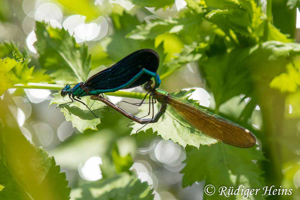 Blauflügel-Prachtlibelle (Calopteryx virgo) Paarung, 18.7.2023 - Makroobjektiv 180mm f/3.5