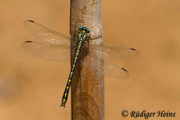 Gomphus graslinii (Französische Keiljungfer) Männchen, 23.6.2017 