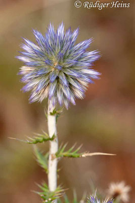 Echinops sphaerocephalus (Drüsenblättrige Kugeldistel), 27.6.2010