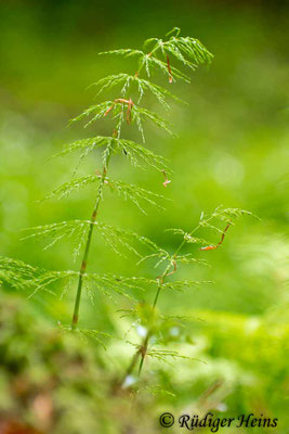 Equisetum sylvaticum (Wald-Schachtelhalm), 25.5.2017