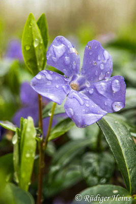 Vinca minor (Kleines Immergrün), 29.3.2020