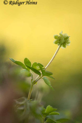 Adoxa moschatellina (Moschuskraut), 6.4.2020