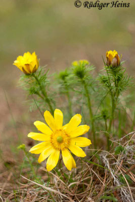 Adonis vernalis (Frühlings-Adonisröschen)