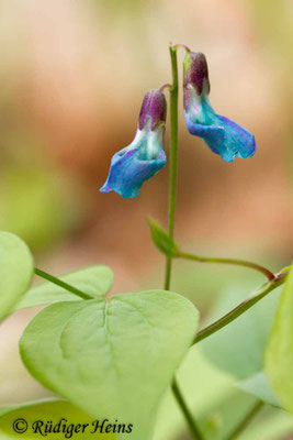 Lathyrus vernus (Frühlings-Platterbse)