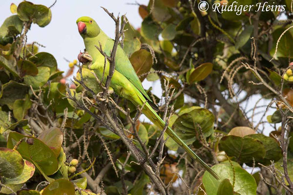 Halsbandsittich, Psittacula krameri