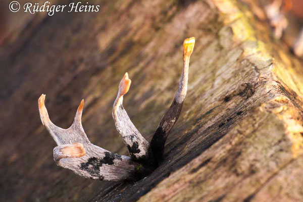 Xylaria hypoxylon (Geweihförmige Holzkeule), 27.12.2012