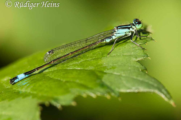 Ischnura elegans (Große Pechlibelle) Männchen, 4.8.2020