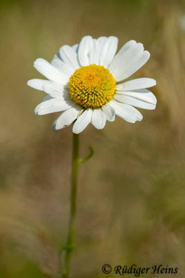 Leucanthemum vulgare (Magerwiesen-Margerite)