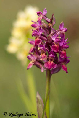 Dactylorhiza sambucina (Holunder-Fingerwurz), 29.5.2016