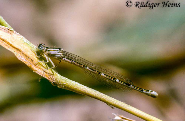 Coenagrion caerulescens (Südliche Azurjungfer) Weibchen, 16.7.1988 (Scan vom Dia)