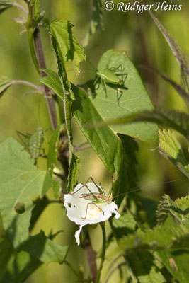 Gestreifte Zartschrecke (Leptophyes albovittata), ein Männchen und zwei Weibchen, 19.7.2024 - Telezoom 100-400mm/f5,6-8