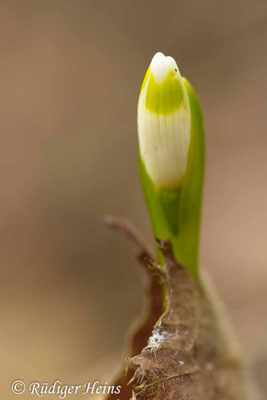 Leucojum vernum (Frühlingsknotenblume oder Märzenbecher)