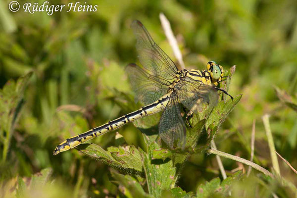Stylurus flavipes (Asiatische Keiljungfer) Weibchen, 1.9.2009