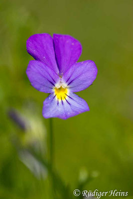 Viola tricolor (Wildes Stiefmütterchen), 15.7.2024