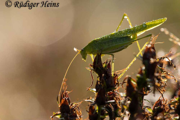 Phaneroptera falcata (Gemeine Sichelschrecke) Weibchen