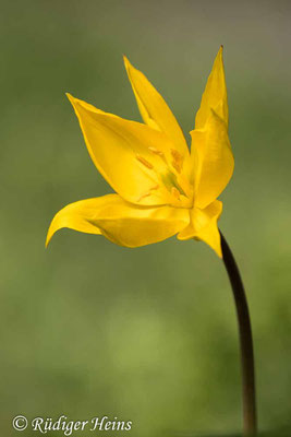 Tulipa sylvestris (Wilde Tulpe), 28.4.2021