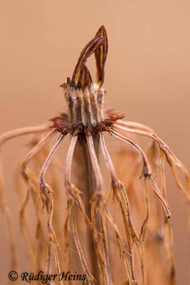 Equisetum sylvaticum (Wald-Schachtelhalm), 16.11.2020