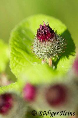 Arctium minus (Kleine Klette), 24.7.2018