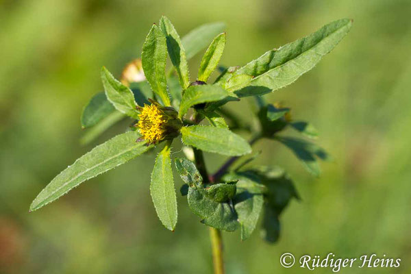 Bidens tripartita (Dreiteiliger Zweizahn), 31.8.2018