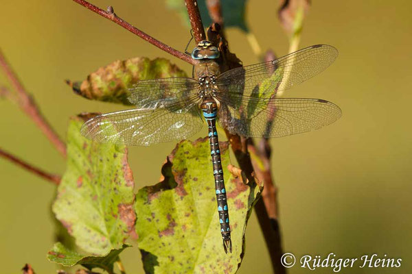 Aeshna mixta, Herbst-Mosaikjungfer, Männchen