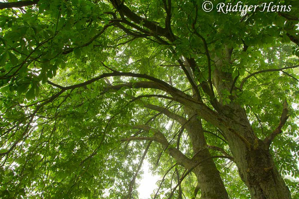 Aesculus hippocastanum (Gewöhnliche Rosskastanie), 19.5.2019