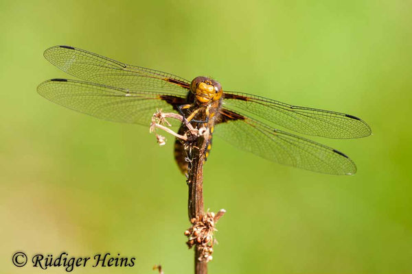 Libellula depressa, Plattbauch, Weibchen