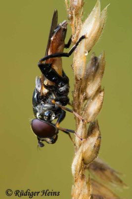 Tropidia scita (Keulen-Grashalmschwebfliege), 3.7.2020