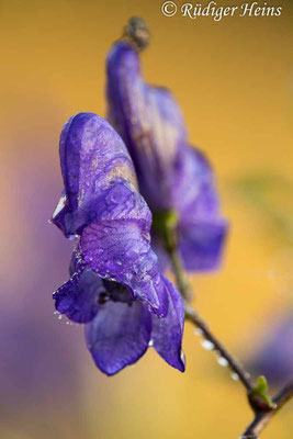 Aconitum napellus (Blauer Eisenhut), 11.8.2020