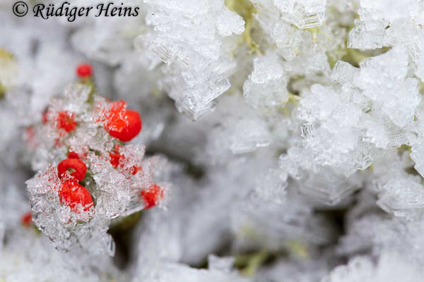 Cladonia sp., 10.2.2018