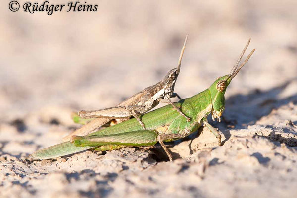 Pyrgomorpha conica Paarung