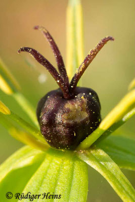 Paris quadrifolia (Vierblättrige Einbeere)