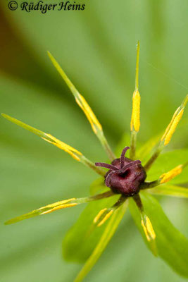 Paris quadrifolia (Vierblättrige Einbeere)