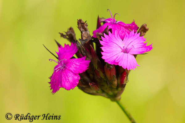  Dianthus carthusianorum (Kartäusernelke), 6.7.2017
