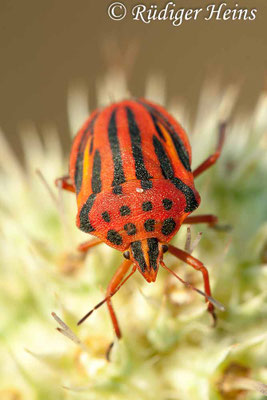 Graphosoma semipunctatum (Fleckige Streifenwanze)