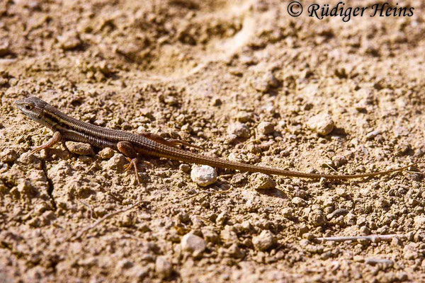 Ophisops elegans (Europäisches Schlangenauge), 16.10.1987 (Scan vom Dia)