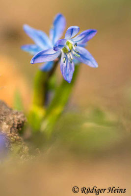 Scilla siberica (Sibirischer Blaustern), 23.2.2019