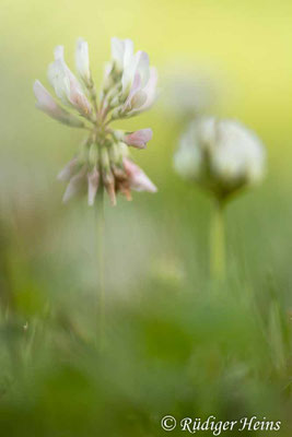 Trifolium repens (Weißklee)