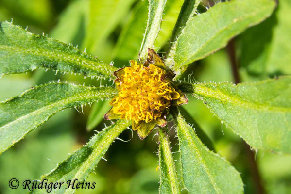 Bidens frondosus (Schwarzfrüchtiger Zweizahn), 22.7.2023