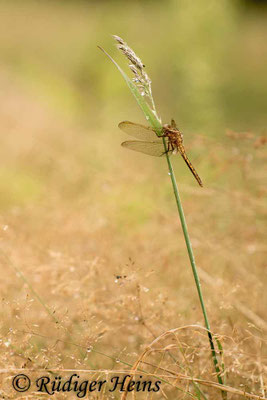 Orthetrum coerulescens (Kleiner Blaupfeil) junges Männchen