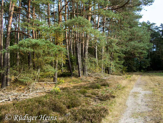 Waldrand als Aufenthaltsort von Sympecma fusca (Gemeine Winterlibelle) mehrere hundert Meter vom Fortpflanzungsgewässer entfernt, 7.10.2019